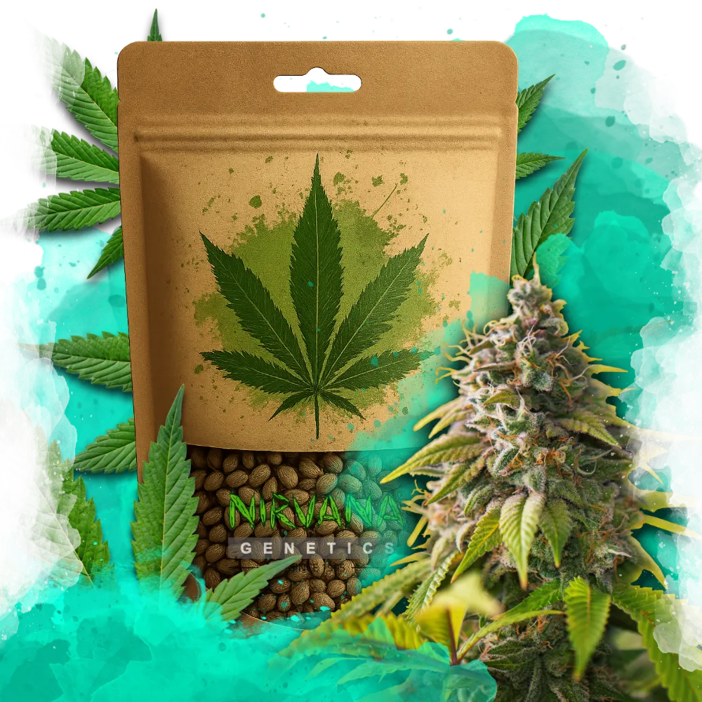 Amnesia Haze Feminized 100 Seeds