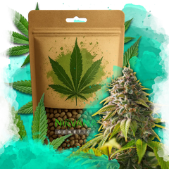 Amnesia Haze Feminized 100 Seeds