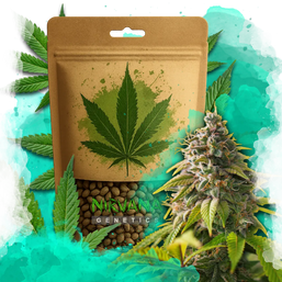 Amnesia Haze Feminized 100 Seeds