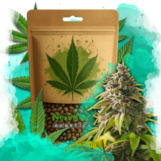 Amnesia Haze Feminized 100 Seeds