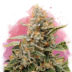 Apple Fritter Feminized 100 Seeds