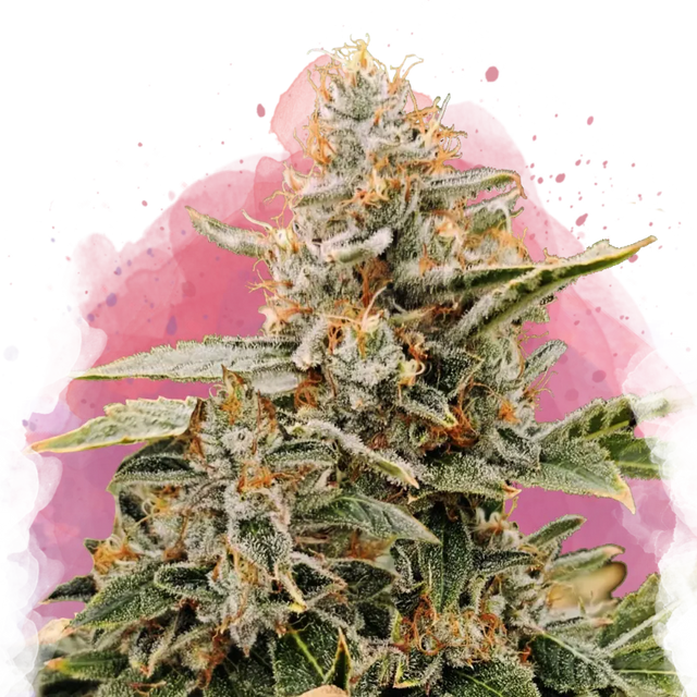Apple Fritter Feminized 100 Seeds