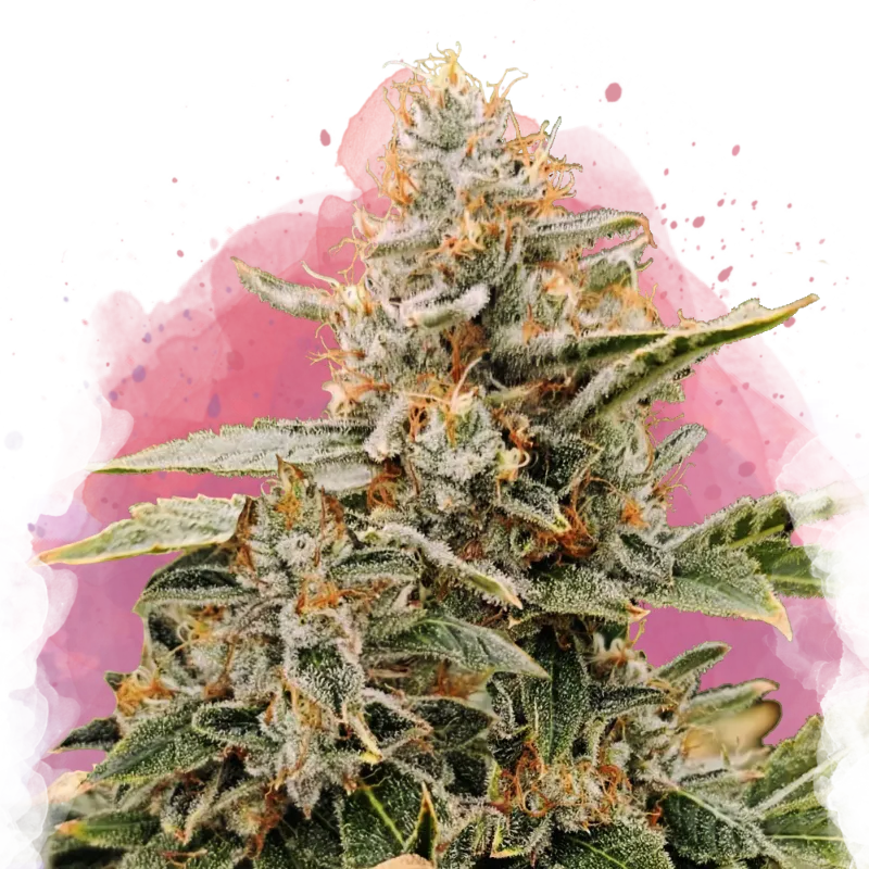 apple fritter plant Apple Fritter Seeds