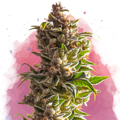 Aurora Indica Feminized - Nirvana Shop 