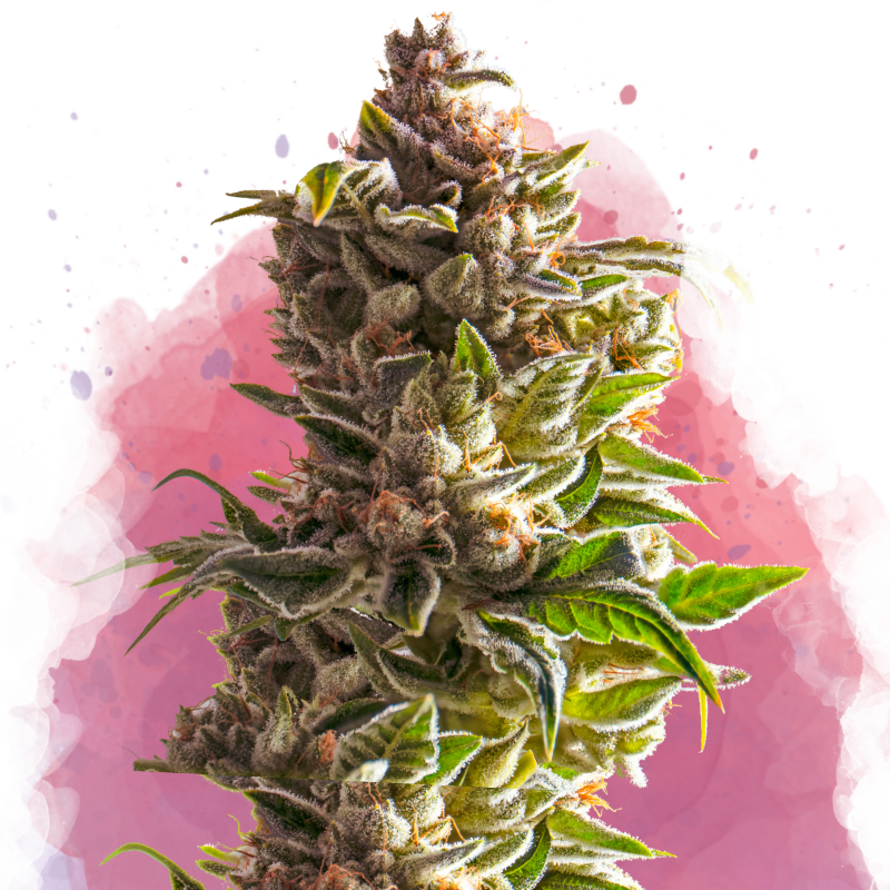 Aurora Indica Feminized (100 seeds) - Nirvana Shop 