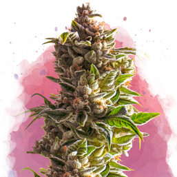 Aurora Indica Feminized (100 seeds) - Nirvana Shop 