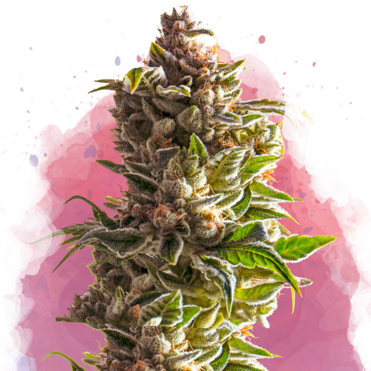 Aurora Indica Feminized (100 seeds) - Nirvana Shop 