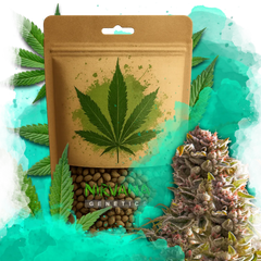 Aurora Indica Autoflower 100 Seeds