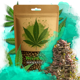 Aurora Indica Autoflower 100 Seeds