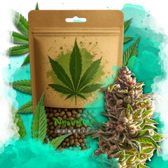 Aurora Indica Feminized 100 Seeds