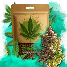 Aurora Indica Feminized 100 Seeds