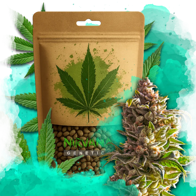 Aurora Indica Feminized 100 Seeds