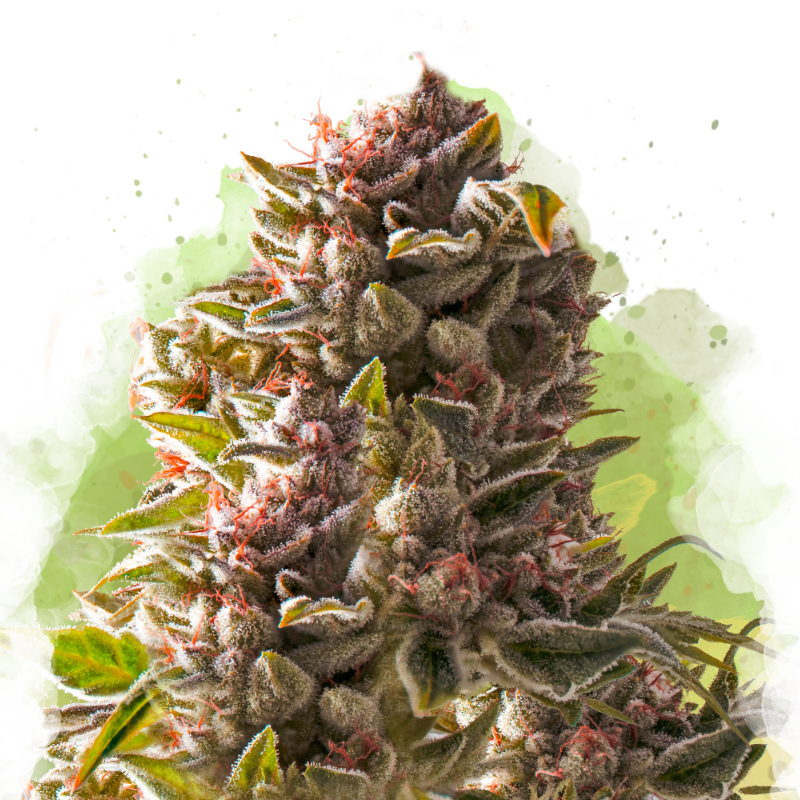 Aurora Indica Autoflower (100 seeds) - Nirvana Shop 