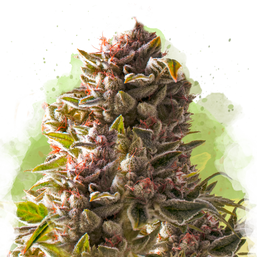 Aurora Indica Autoflower (100 seeds) - Nirvana Shop 