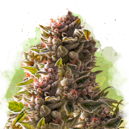 Aurora Indica Autoflower (100 seeds) - Nirvana Shop 