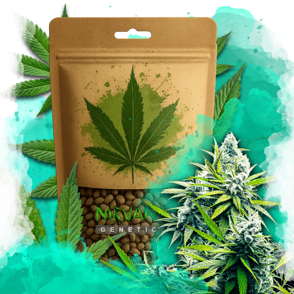 B-52 Feminized 100 Seeds