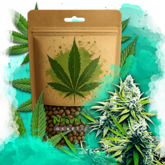 B-52 Feminized 100 Seeds