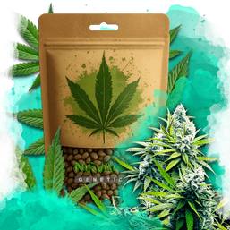 B-52 Feminized 100 Seeds