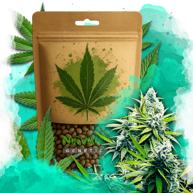 B-52 Feminized 100 Seeds