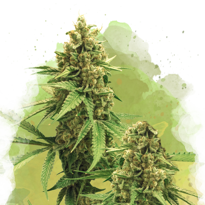 budding pot plant Big Bud Autoflower Seeds
