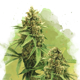 Big Bud Autoflower (100 seeds) - Nirvana Shop 