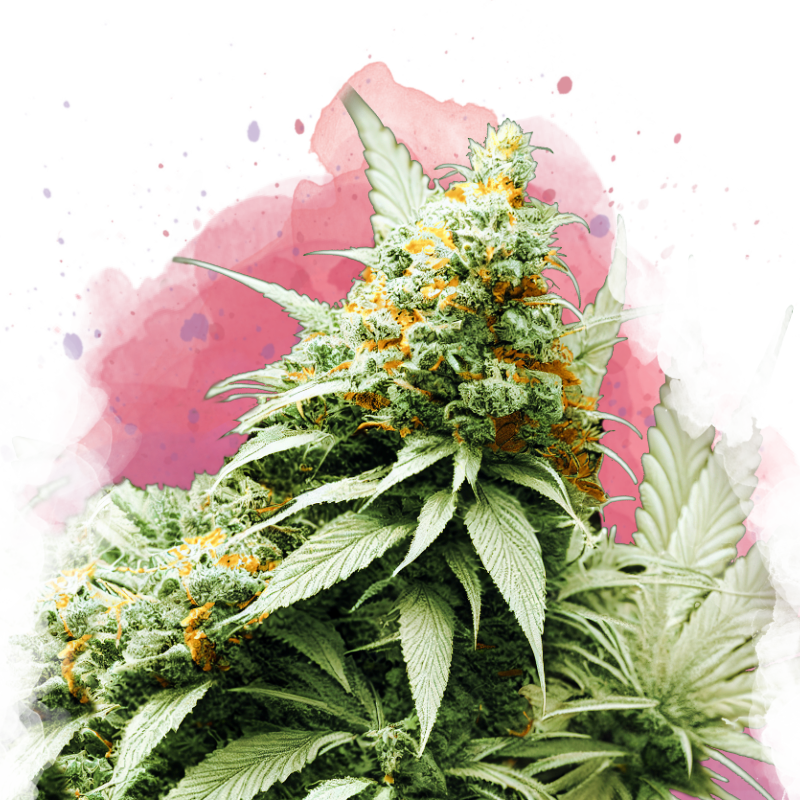 Big Bud feminized (100 seeds) - Nirvana Shop 