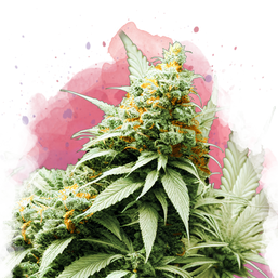 Big Bud feminized (100 seeds) - Nirvana Shop 