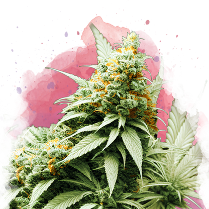 Big Bud feminized - Nirvana Shop 
