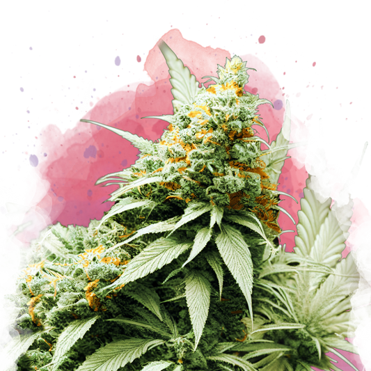 Big Bud feminized - Nirvana Shop 