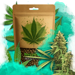 Big Bud Autoflower 100 Seeds