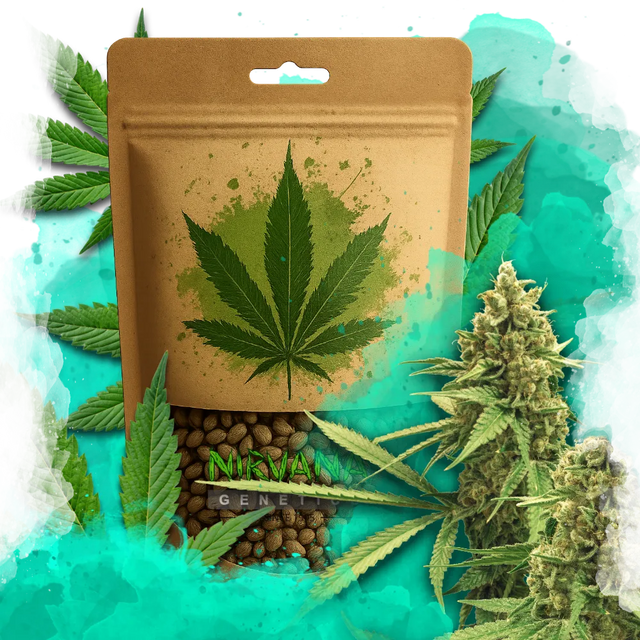 Big Bud Autoflower 100 Seeds