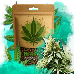 Big Bud Feminized 100 Seeds