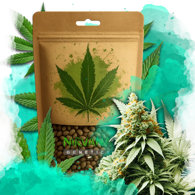 Big Bud Feminized 100 Seeds