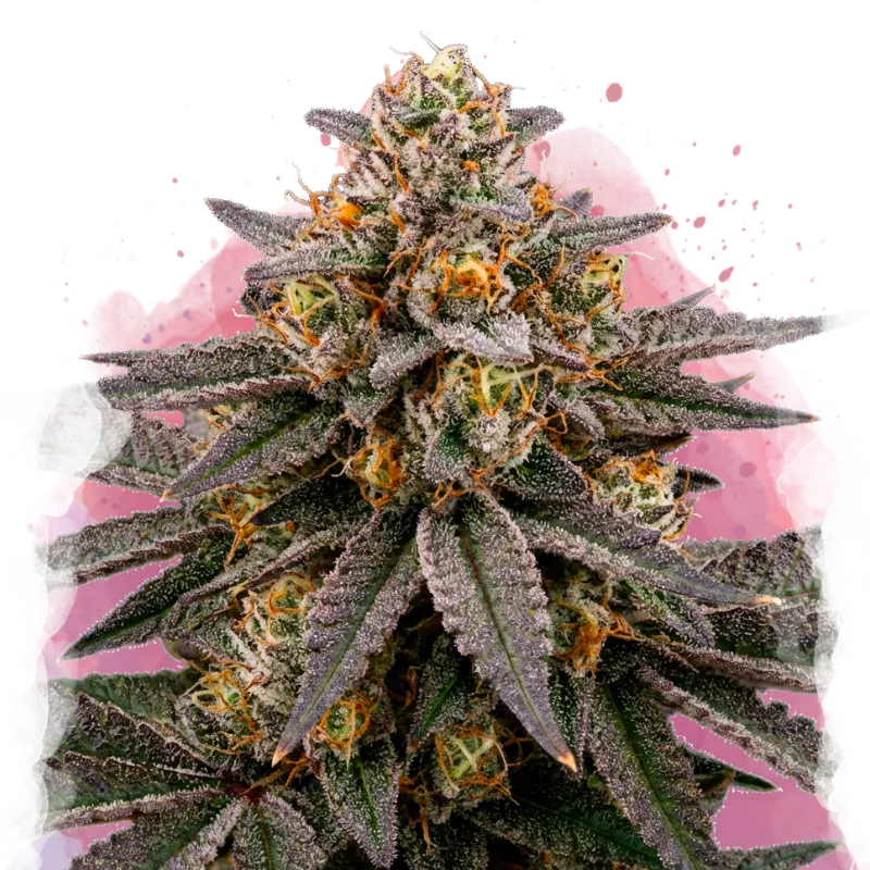A close-up of a mature Biscotti feminized cannabis plant with dense, frosty buds from the Cookies lineage, purple-tinged leaves, and orange hairs, set against a light background with pink watercolor splashes.