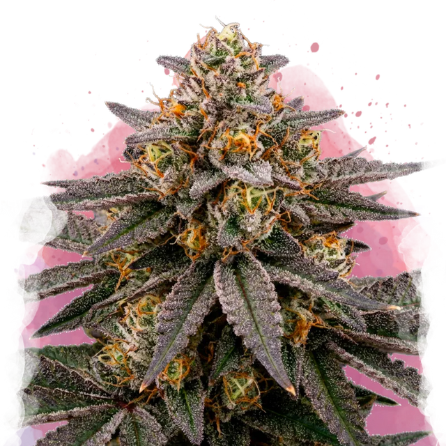 Biscotti Feminisierte