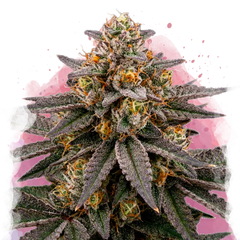 Biscotti Feminized 100 Seeds