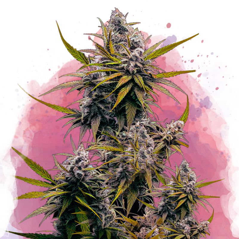 Blackjack Feminized - Nirvana Shop 