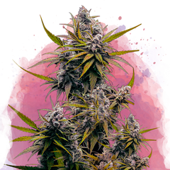Blackjack Feminized