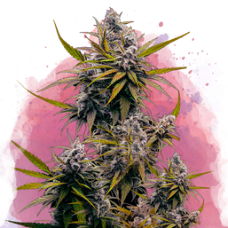 Blackjack Feminized - Nirvana Shop 