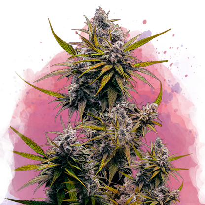 Blackjack Feminized - Nirvana Shop 