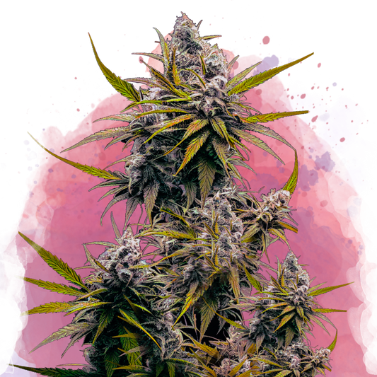 Blackjack Feminized - Nirvana Shop 