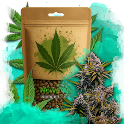 Black Widow Feminized 100 Seeds