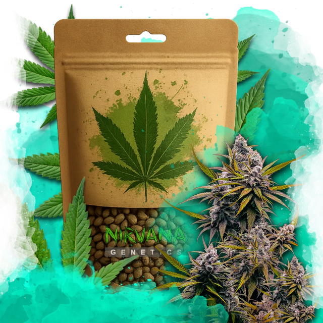 Black Widow Feminized 100 Seeds