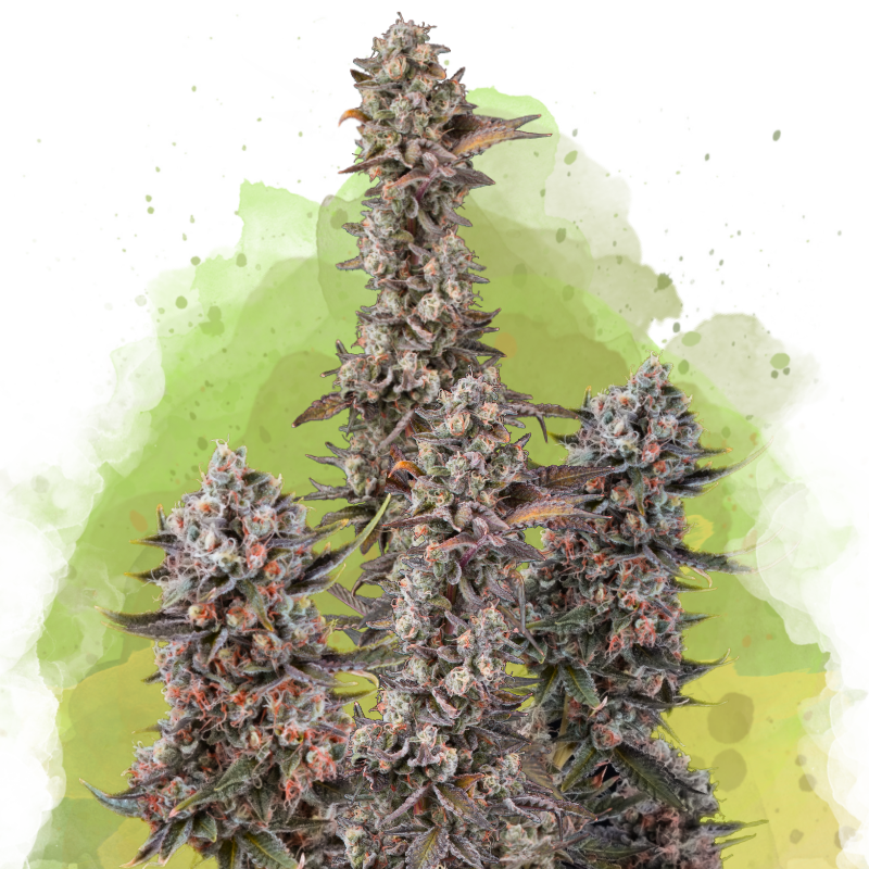 Blue Mystic Autoflower (100 seeds) - Nirvana Shop 