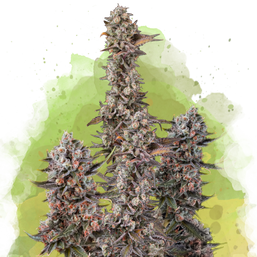 Blue Mystic Autoflower (100 seeds) - Nirvana Shop 