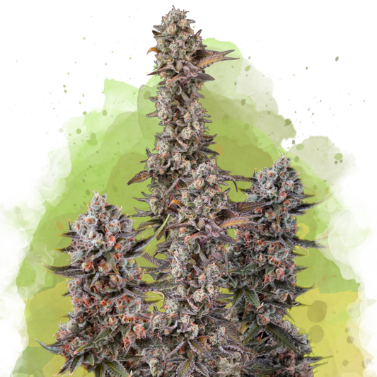 Blue Mystic Autoflower (100 seeds) - Nirvana Shop 