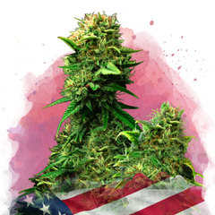 Blue Dream Feminizované