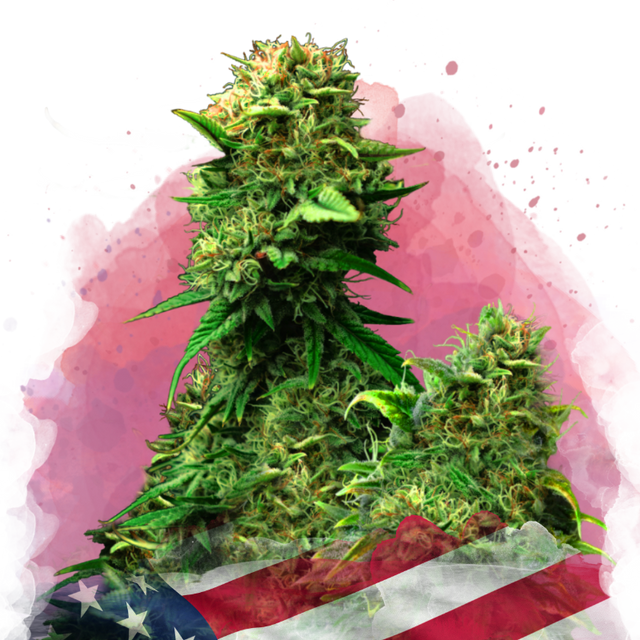 Blue Dream Feminisiert