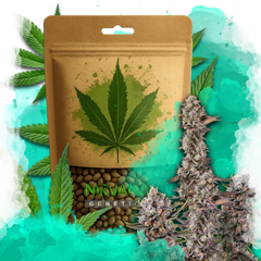 Blue Mystic Autoflower 100 Seeds