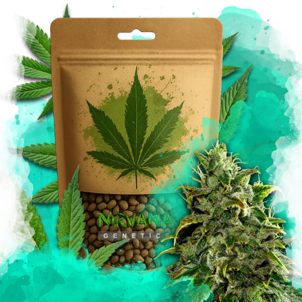 Blue Dream Autoflower 100 Seeds